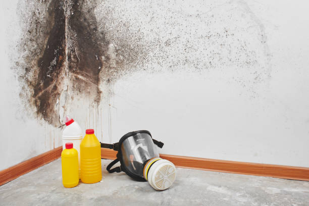 Best DIY Mold Remediation Support Services in Lakeway, TX