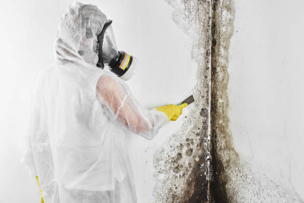 Best Basement Mold Remediation in Lakeway, TX