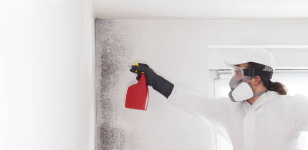 Best Health and Safety Mold Remediation in Lakeway, TX