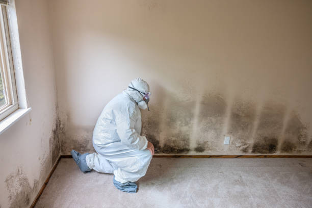 Best White Mold Remediation in Lakeway, TX