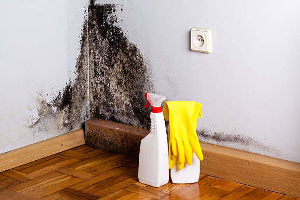 Best Bathroom Mold Remediation in Lakeway, TX