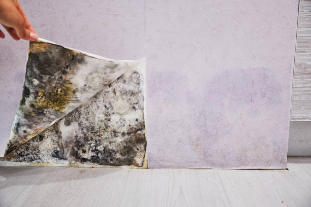 Best DIY Mold Remediation Support Services in Lakeway, TX